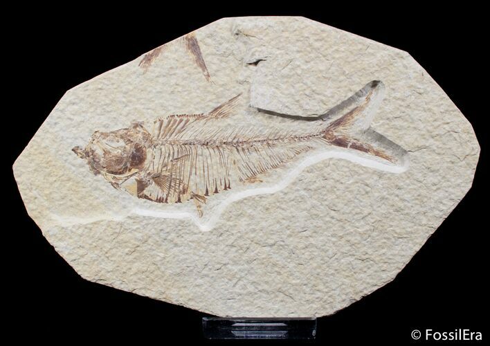 Bargain Inch Knightia Fossil Fish #1559